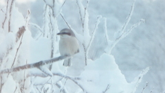 Great Grey Shrike (Lanius excubitor)
