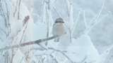 Varsler (Lanius excubitor)