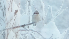 Great Grey Shrike (Lanius excubitor)