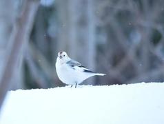 Snow bunting (Plectrophenax nivalis)