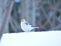 Snøspurv (Plectrophenax nivalis)