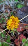 Hestehov (Tussilago farfara)