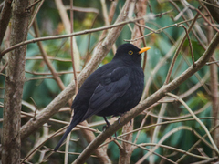 Svarttrost (Turdus merula)