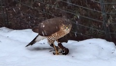 Spurvehauk (Accipiter nisus)