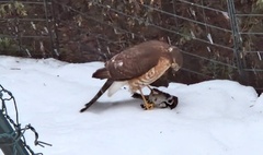 Eurasian Sparrowhawk (Accipiter nisus)