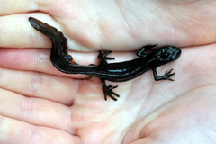 Småsalamander (Triturus vulgaris)