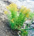 Kanadagullris (Solidago canadensis)