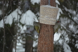 Gråspett (Picus canus)