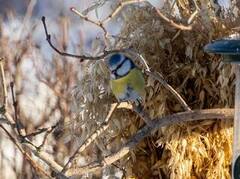 Blåmeis (Cyanistes caeruleus)