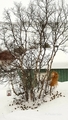 Gråspurv (Passer domesticus)