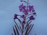 Geitrams (Epilobium angustifolium)