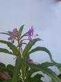 Geitrams (Epilobium angustifolium)