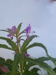 Geitrams (Epilobium angustifolium)