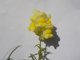 Løvemunnslekta (Antirrhinum)