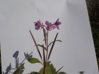 Geitrams (Epilobium angustifolium)