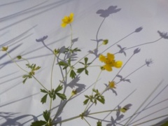 Meadow Buttercup (Ranunculus acris)