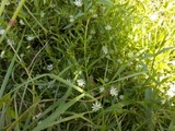 Grasstjerneblom (Stellaria graminea)