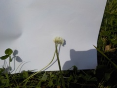 Hvitkløver (Trifolium repens)