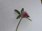 Rødkløver (Trifolium pratense)