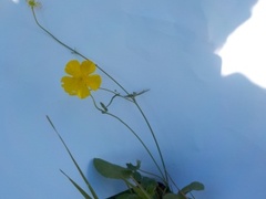 Meadow Buttercup (Ranunculus acris)