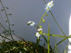 Skogforglemmegei (Myosotis sylvatica)