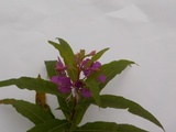 Geitrams (Epilobium angustifolium)