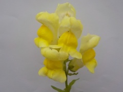 Løvemunnslekta (Antirrhinum)