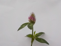 Rødkløver (Trifolium pratense)