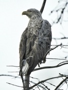 White-tailed Eagle (Haliaeetus albicilla)