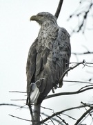 Havørn (Haliaeetus albicilla)