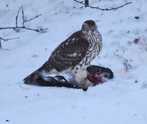 Hønsehauk (Accipiter gentilis)