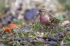 Lesser Redpoll (Acanthis cabaret)