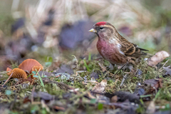 Brunsisik (Carduelis cabaret)