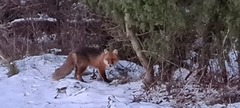 Rødrev (Vulpes vulpes)