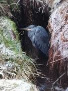 Gråhegre (Ardea cinerea)