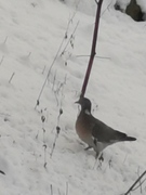 Feral Pigeon (Columba livia domestica)