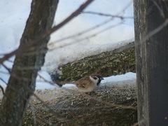 Eurasian Tree Sparrow (Passer montanus)