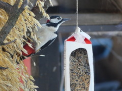 Great Spotted Woodpecker (Dendrocopos major)
