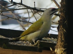 Grey-headed Woodpecker (Picus canus)