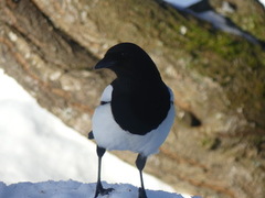Eurasian Magpie (Pica pica)