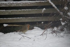 Rødstrupe (Erithacus rubecula)