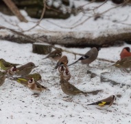 Stillits (Carduelis carduelis)