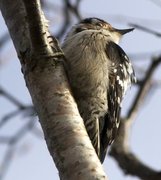 Lesser Spotted Woodpecker (Dendrocopos minor)