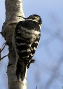 Lesser Spotted Woodpecker (Dendrocopos minor)