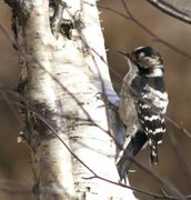 Lesser Spotted Woodpecker (Dendrocopos minor)