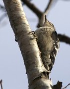 Lesser Spotted Woodpecker (Dendrocopos minor)