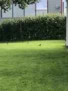 White Wagtail (Motacilla alba)