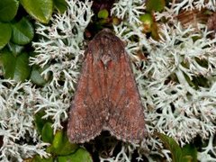 Rødt fjellengfly (Apamea schildei)