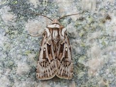 Fjelljordfly (Agrotis fatidica)