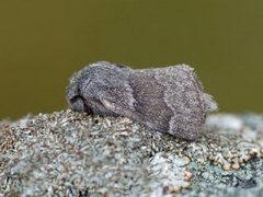 Pale Eggar (Trichiura crataegi)